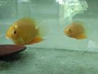 Red Spotted Severum Fish