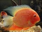 Red Spotted Severum