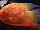 Red Spotted Severum