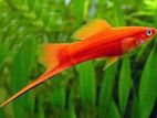 Red Swordtails Fish