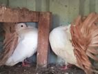 Pigeon