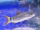 Red Tail Botia Loach