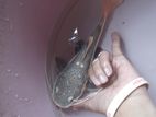Red Tail Cat Fish