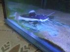 Red Tail Cat Fish
