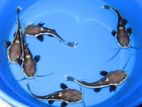 Red tail Cat Fish
