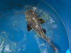Red Tail Cat Fish