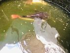 Red Tail Cat Fish (RTC)
