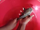 Red tail catfish - 8 inches