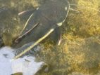 Red Tail Catfish