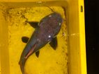 Red Tail Catfish