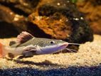 Red Tail Catfish