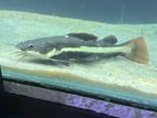 Red Tail Catfish