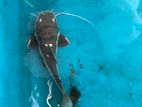 Red Tail Catfish