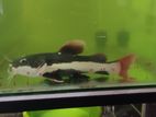 Red tail catfish