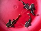 Red Tail Catfish