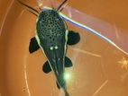 Red Tail Catfish