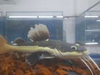 Red Tail Catfish