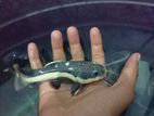 Red Tail Catfish