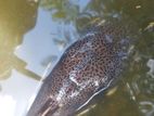 Red Tail Catfish