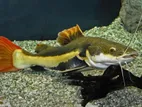 Red Tail Catfish