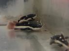 Red Tail Catfish