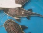 Red Tail Catfish