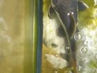 Red Tail Catfish