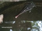 Red Tail Catfish