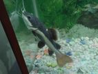 Red Tail Catfish