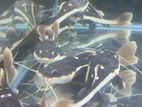 Red Tail Catfish