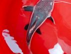 Red Tail Catfish
