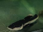 Red tail catfish (RTC) 6 inch