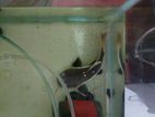 Red Tail Catfish