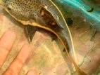Red Tail Catfish