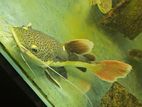 Red Tail Catfish