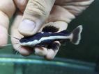 Red Tail Catfish
