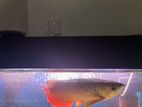 Red Tail Gold Arowana