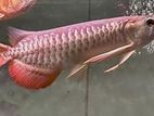 Red Tail Golden Arowana Fish