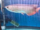 Red Tail Golden Arowana