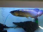 Red Tail Golden Arowana