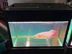 Red Tail Golden Arowana