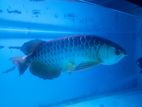 Red Tail Golden Arowana