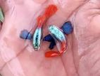 Red Tail Platinum Dumbo Ear Guppy