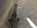 Red Tail Catfish