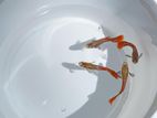 Red Tailed Mixed Guppy Fish