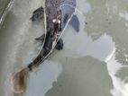 Red Tail Catfish
