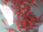 Red Tiger Barb