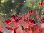 Red Tigerbarb Fish