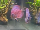 Red Turquoise Discus Fish