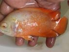 Red Velvet Oscar Fish